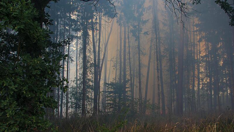Eine Fl&auml;che von etwa zwei bis drei Fu&szlig;ballfeldern ist Anfang Juli bei einem Waldbrand in der Gemeinde K&uuml;ps zerst&ouml;rt worden.