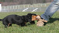 Dackel beißt MenschenForchheim & Fränkische Schweiz Dackel beißt Menschen