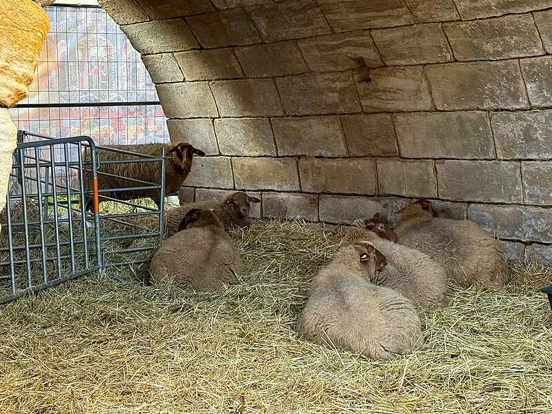Sechs Schafe bewohnen in diesem Jahr wieder den Graben der Kaiserpfalz am Forchheimer Weihnachtsmarkt, doch nicht jedem gef&auml;llt die Attraktion.