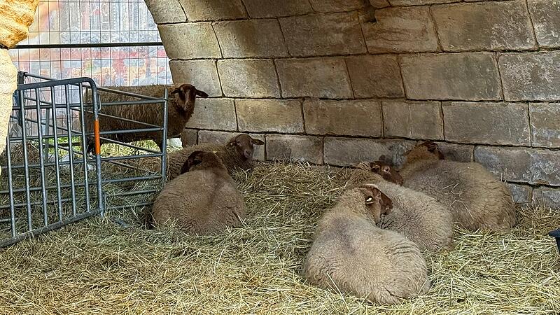 Sechs Schafe bewohnen in diesem Jahr wieder den Graben der Kaiserpfalz am Forchheimer Weihnachtsmarkt, doch nicht jedem gef&auml;llt die Attraktion.