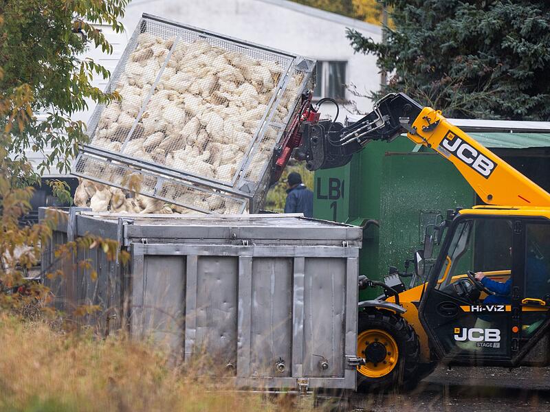 Vogelgrippe in Brandenburg