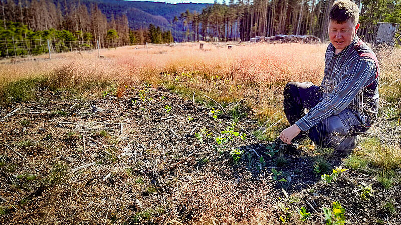 Junge Eichen als Hoffnung f&uuml;r den Frankenwald: Forstrevierleiter Christian Goldammer auf seiner Saatfl&auml;che