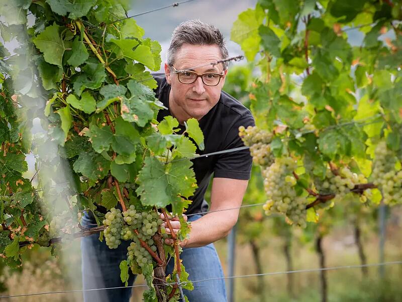Daniel Heßdörfer in einem Versuchsweinberg der Veitshöchheimer Landesanstalt für Wein- und Gartenbau am Thüngersheimer Scharlachberg. Der Jahrgang 2025 habe Potenzial.