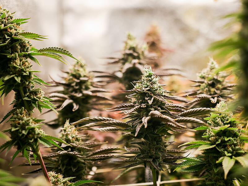 Cannabis (Symbolbild)