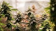 Cannabis (Symbolbild)