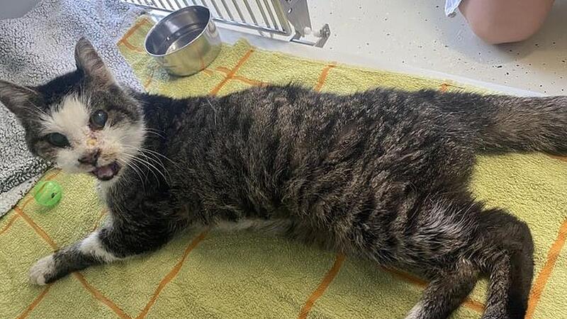 Verschnupft ist Kater Helmut im Bamberger Tierheim abgegeben worden.