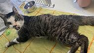 Verschnupft ist Kater Helmut im Bamberger Tierheim abgegeben worden.