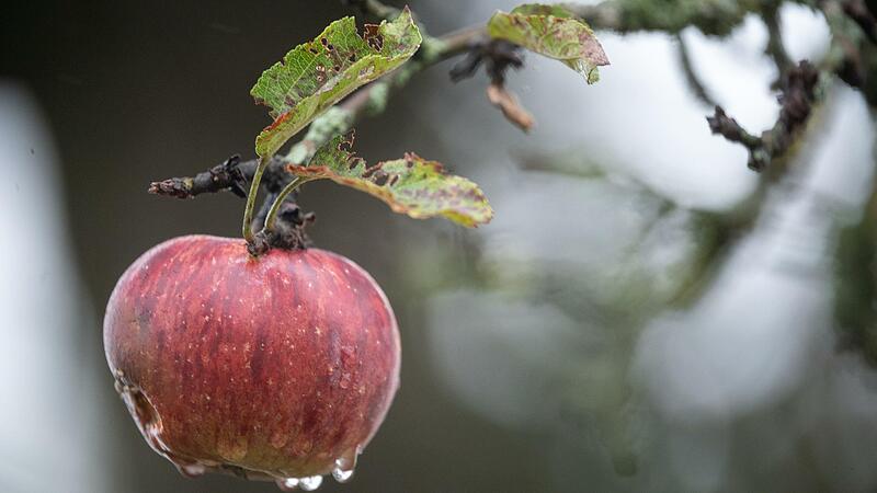 Auf Bayerns Streuobstwiesen sollen rund eine Million neue Obstb&auml;ume zu pflanzt werden.