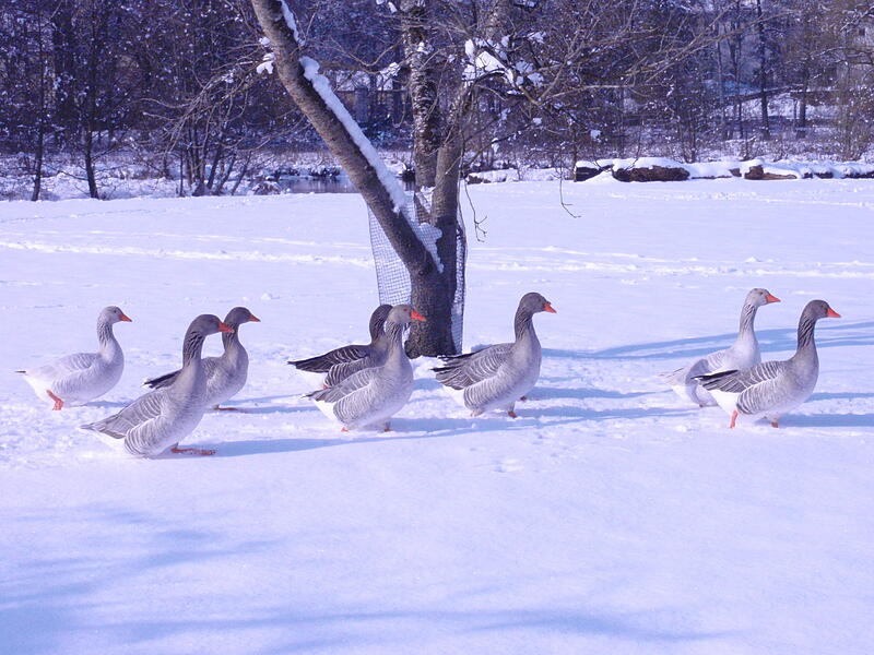 W&auml;hrend viele &uuml;ber den pl&ouml;tzlich eingebrochenen Winter klagen, sind die G&auml;nse im Luitpold-Park sichtlich erfreut.