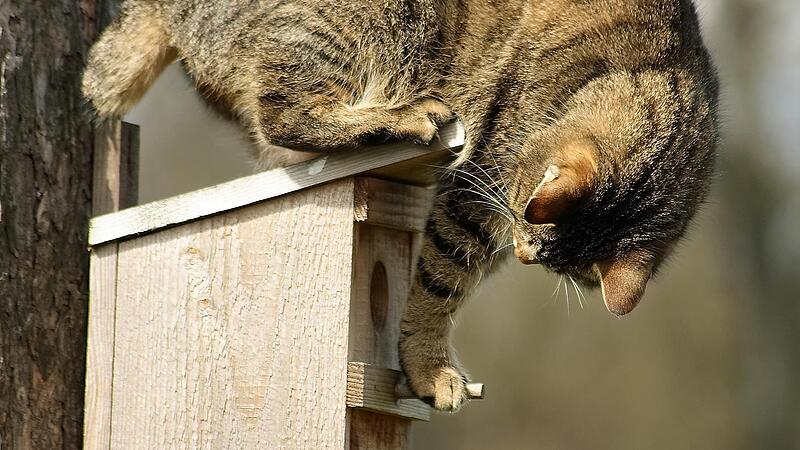 Katzen k&ouml;nnen den V&ouml;geln in der Brutzeit durchaus gef&auml;hrlich werden.Forchheim & Fr&auml;nkische Schweiz