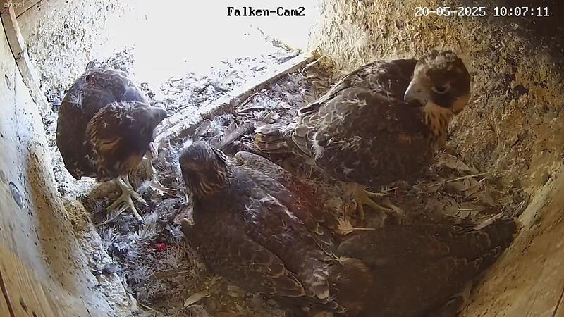 Wanderfalken im Bild