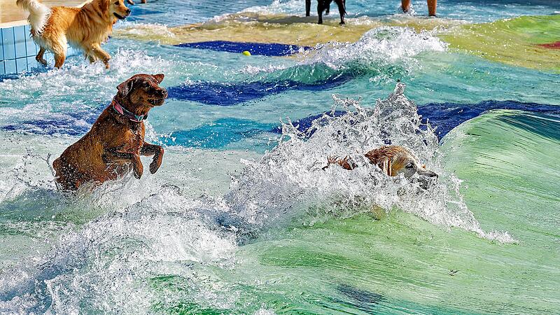 Hundebadetag im Stadionbad Bamberg 2026