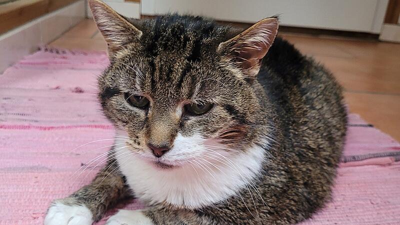 Tierbild der Woche Tierbild der Woche