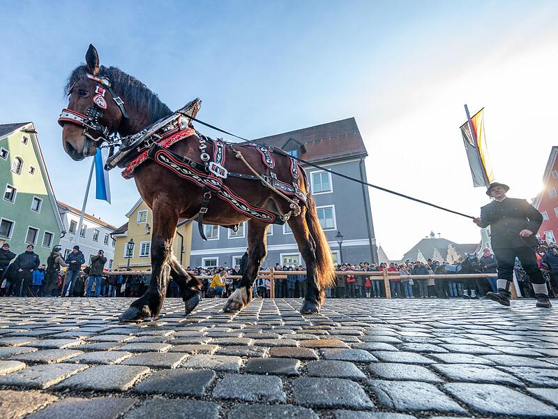 Berchinger Rossmarkt