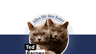 Titelbild Katerkolumne