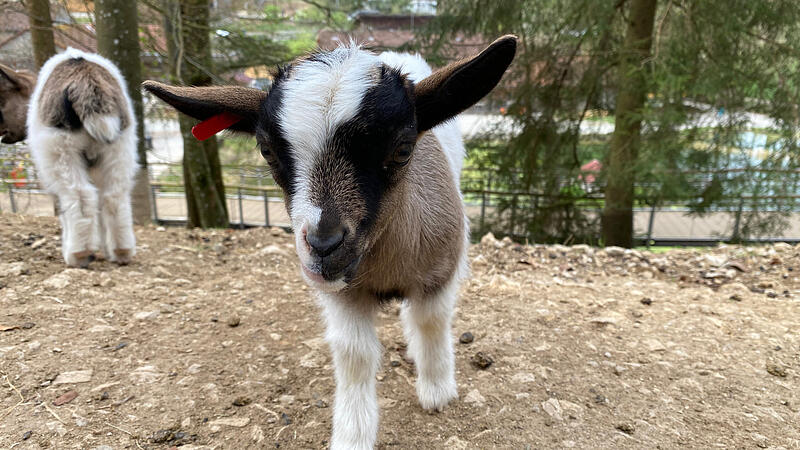 Im Wildpark Hundshaupten können Besucher momentan viele kleine Ziegenbabys beobachten. Nachwuchs gab es bei den Afrikanischen Zwergziegen und den Thüringer Waldziegen.