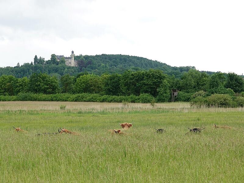 Die ersten elf Hochlandrinder auf den Glender Wiesen im Westen des Projektgebiets.