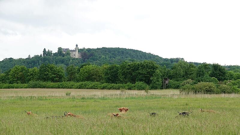 Die ersten elf Hochlandrinder auf den Glender Wiesen im Westen des Projektgebiets.