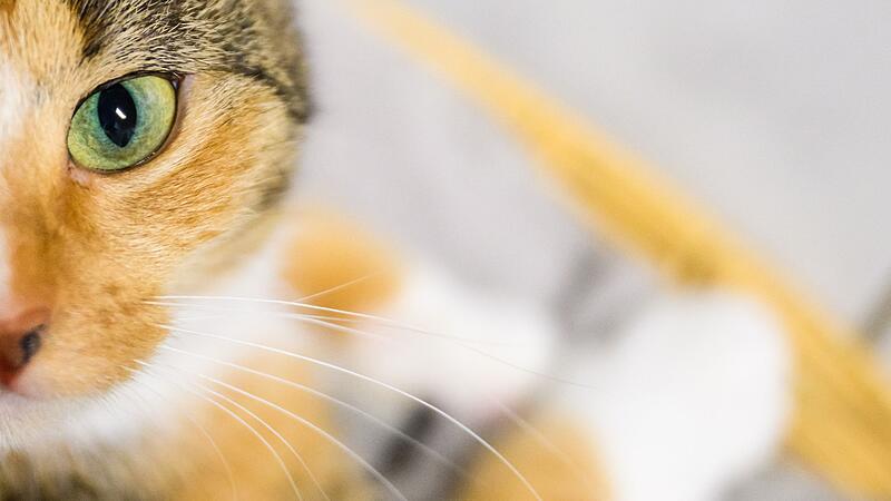 Katze