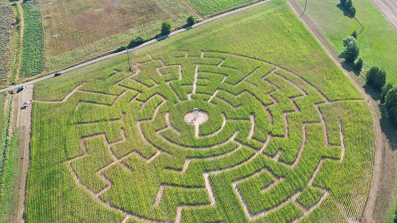 Das muss man erst einmal hinbekommen, die Gänge des Labyrinths so ordentlich anzulegen. Sechs Hektar groß ist das Maislabyrinth vom Vier-Burgenblick-Hof südwestlich von Pfarrweisach. Das Drohnenbild zeigt das ganze Ausmaß. Das muss man erst einmal hinbekommen, die Gänge des Labyrinths so ordentlich anzulegen. Sechs Hektar groß ist das Maislabyrinth vom Vier-Burgenblick-Hof südwestlich von Pfarrweisach. Das Drohnenbild zeigt das ganze Ausmaß.