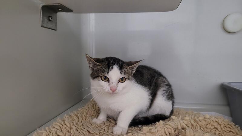 Der kleine Kater David sucht ein neues Zuhause.
