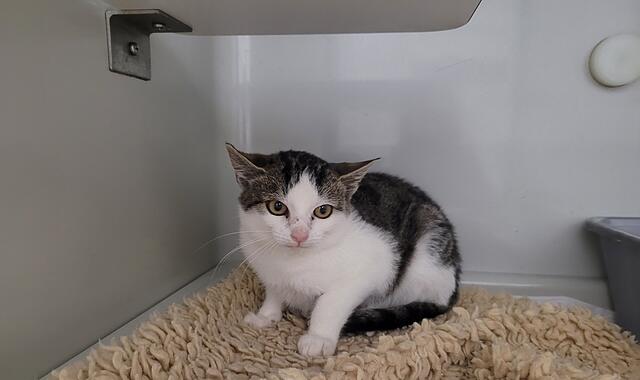 Der kleine Kater David sucht ein neues Zuhause.