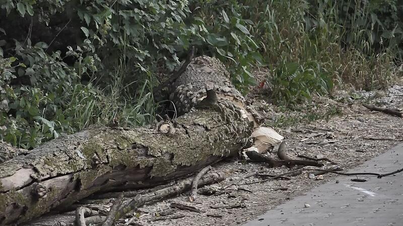 Unfall in Weißenohe: Ast erschlägt zwei KinderForchheim & Fränkische Schweiz Unfall in Weißenohe: Ast erschlägt zwei KinderForchheim & Fränkische Schweiz