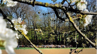 Bierkeller Erlangen-Höchstadt Der Felsenkeller Kalchreuth öffnet heuer wieder passend zur Kirschblüte.