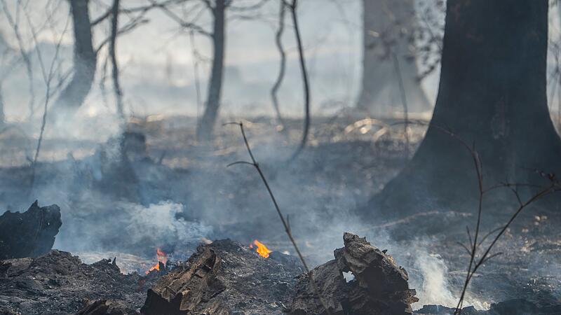 Waldbrand in Hessen Waldbrand in Hessen