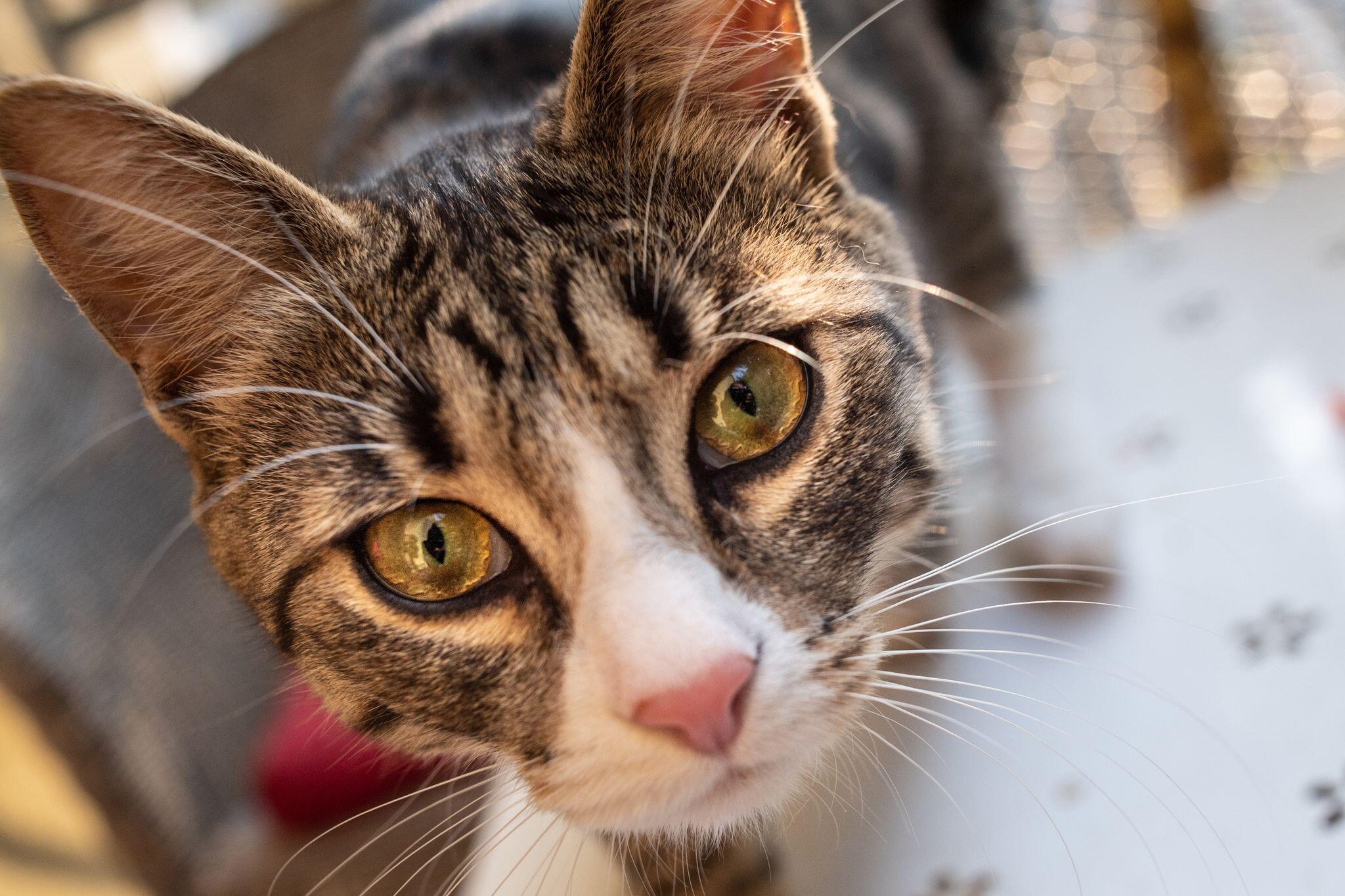 Warum starrt mich die Katze so an?