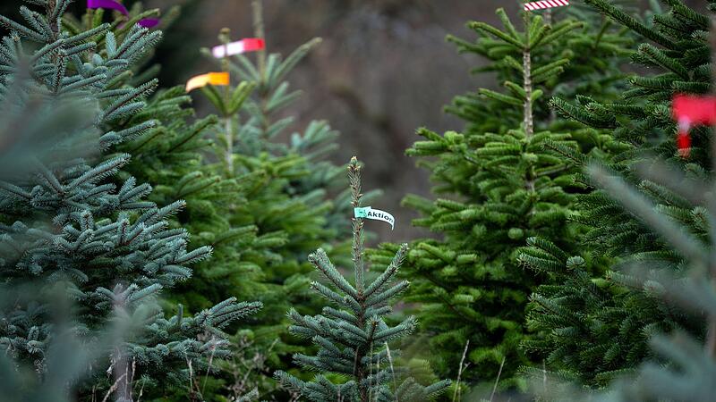 Christb&auml;ume