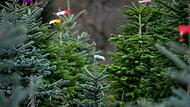 Christb&auml;ume