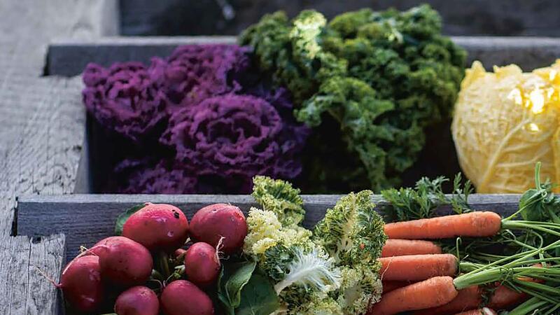 Wintergemüse aus dem Hochbeet Wintergemüse aus dem Hochbeet