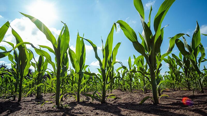 Bef&uuml;rworter von Gentechnik tr&auml;umen von Maispflanzen, denen Hitze und Trockenheit nicht schaden.