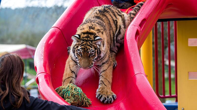 Die EU will die Haltung von exotischen Wildtieren verbieten. Das im Bild rutschende Tigerm&auml;dchen &bdquo;Elsa&ldquo; wurde mit der Flasche in einer L&uuml;becker Wohnung aufgezogene und sp&auml;ter in einem Gehege im Erlebnis- und Tigerpark Dassow untergebracht.