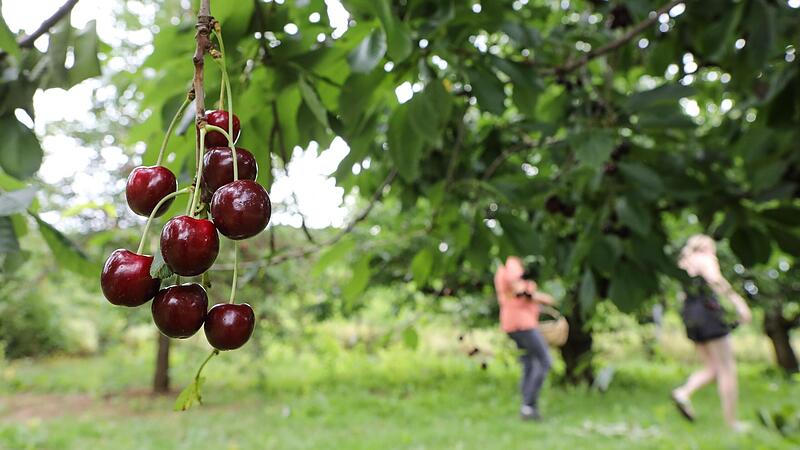 Feste, gro&szlig;e Fr&uuml;chte &ndash; so etwas sch&auml;tzen die Verbraucher.Forchheim & Fr&auml;nkische Schweiz