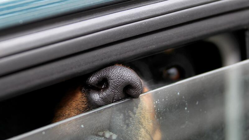Ein Hund steckt in einem Auto seine Nase durch einen Spalt.
