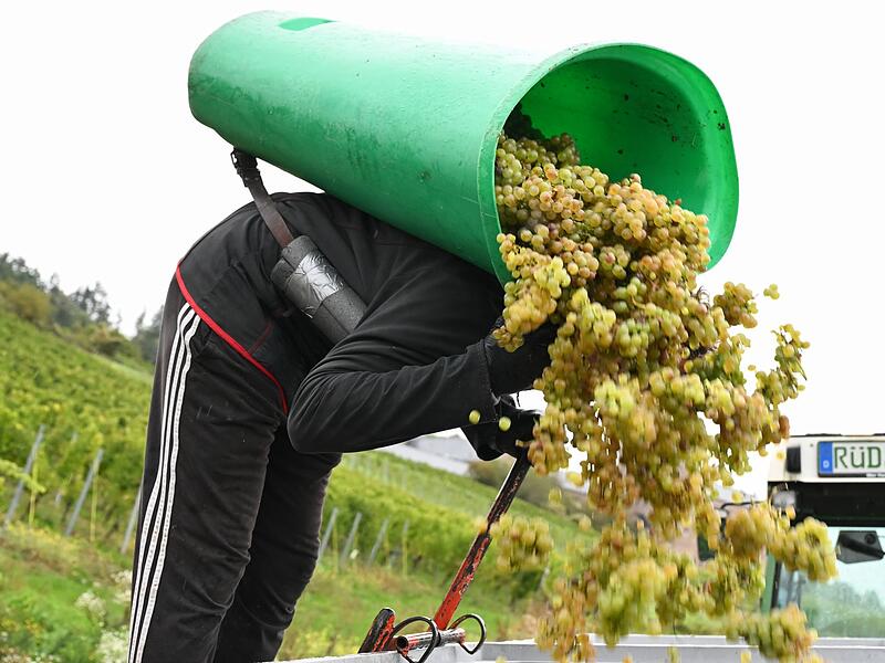 Weinlese im Rheingau