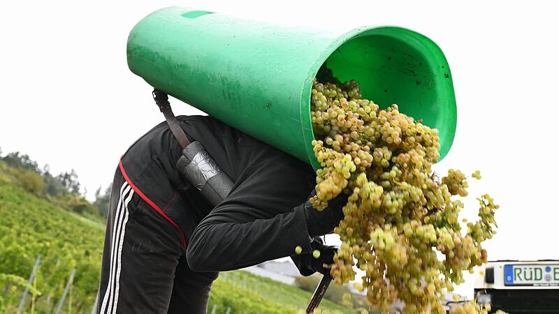 Weinlese im Rheingau