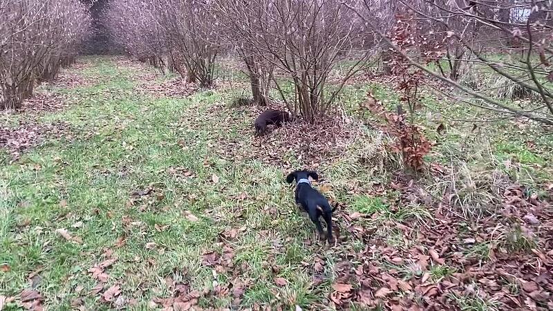 Tr&uuml;ffelhunde Fr&auml;nkische Schweiz