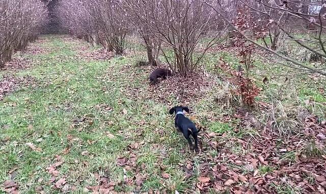 Trüffelhunde Fränkische Schweiz Trüffelhunde Fränkische Schweiz