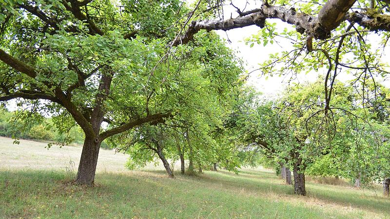 Obstbaumbest&auml;nde sollen jetzt regelm&auml;&szlig;ig auf Befall mit Feuerbrand &uuml;berpr&uuml;ft werden.