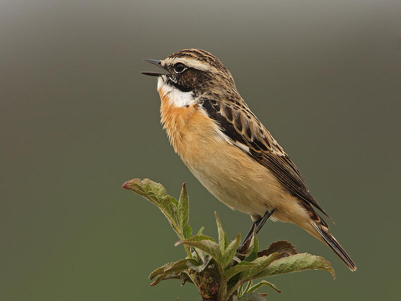 Das Braunkehlchen benötigt als Wiesenbrüter feuchte Wiesen. Die werden durch die Trockenheit in der Region immer seltener. Das Braunkehlchen benötigt als Wiesenbrüter feuchte Wiesen. Die werden durch die Trockenheit in der Region immer seltener.
