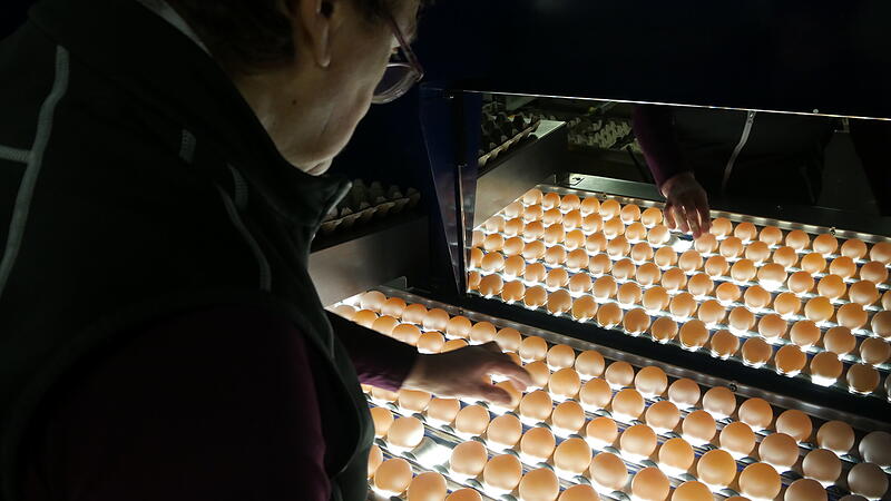 Mit Licht kann die Angestellte noch leichter br&uuml;chige Eier erkennen.