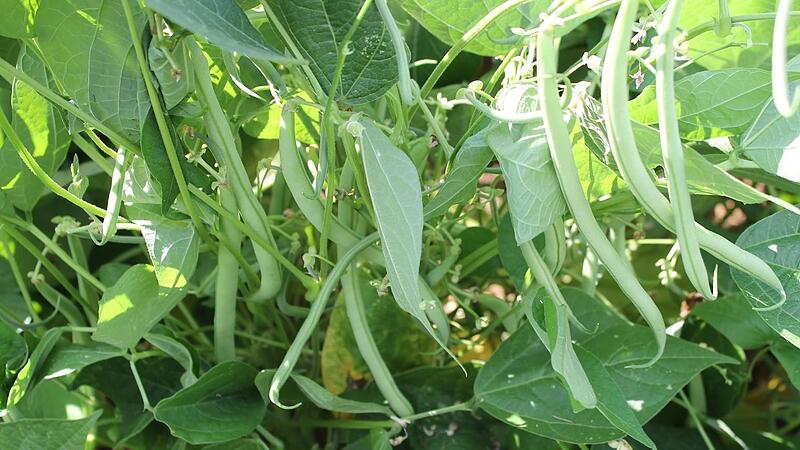 Buschbohnen k&ouml;nnen bis zum 10. Juli ausges&auml;t werden.