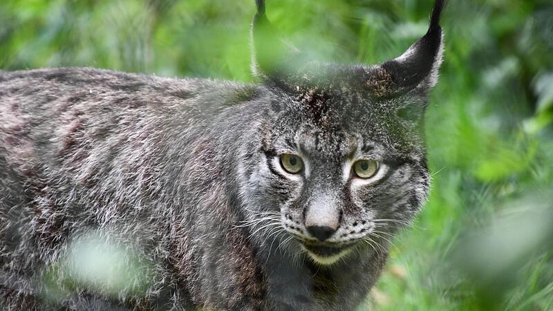 Auf leisen Pfoten: Luchse im Klaushof