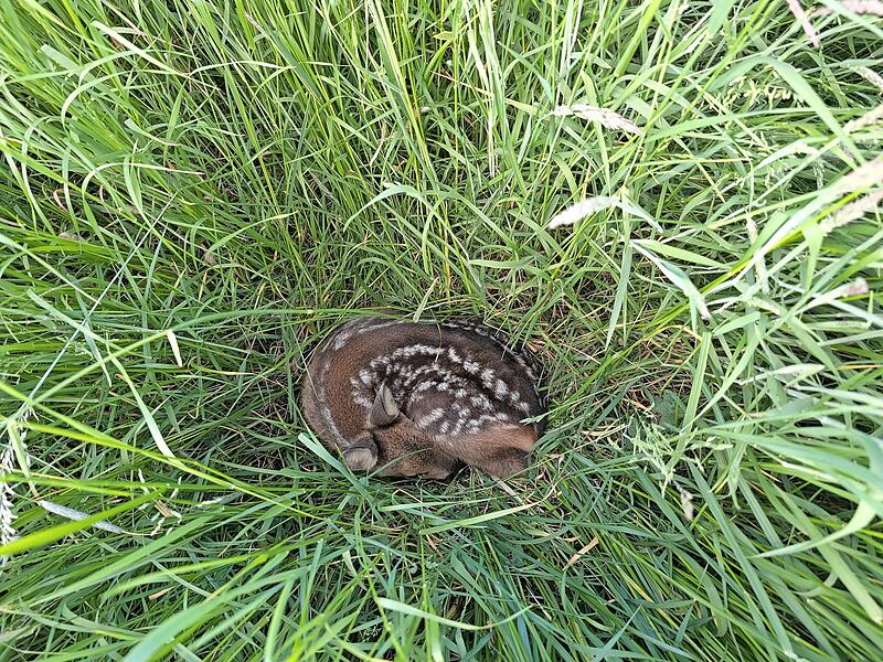 Rehkitze werden von der Mutter in den ersten Lebenswochen ganz bewusst alleine im hohen Gras abgelegt. Spazierg&auml;nger sollten die Tiere daher auf keinen Fall anfassen, streicheln oder hochheben.