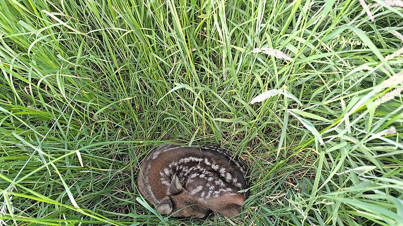 Rehkitze werden von der Mutter in den ersten Lebenswochen ganz bewusst alleine im hohen Gras abgelegt. Spazierg&auml;nger sollten die Tiere daher auf keinen Fall anfassen, streicheln oder hochheben.