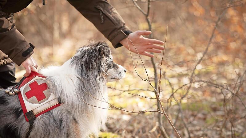 Mini-Australian-Shepherd-R&uuml;de &Ouml;rni erh&auml;lt von seinem Hundef&uuml;hrer Marco Erhard letzte Anweisungen, bevor er in eine Trainingssuche startet.