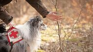 Mini-Australian-Shepherd-R&uuml;de &Ouml;rni erh&auml;lt von seinem Hundef&uuml;hrer Marco Erhard letzte Anweisungen, bevor er in eine Trainingssuche startet.